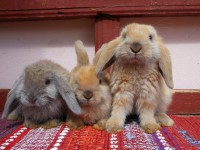 /album/hobby-chs-kraliky-z-mlyna/dscn2800-jpg/