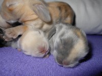 /album/hobby-chs-kraliky-z-mlyna/dscn8204-jpg/