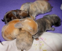 /album/hobby-chs-kraliky-z-mlyna/dscn8234-jpg/