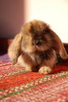 /album/hobby-chs-kraliky-z-mlyna/dsc-0096-jpg/