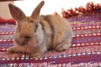 /album/hobby-chs-kraliky-z-mlyna/dsc-0234-jpg/