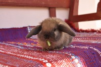 /album/hobby-chs-kraliky-z-mlyna/dsc-0309-jpg/