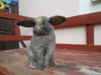 /album/hobby-chs-kraliky-z-mlyna/dscn2957-jpg/