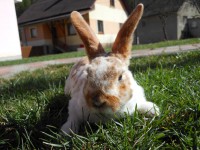 /album/hobby-chs-kraliky-z-mlyna/dscn7685-jpg/