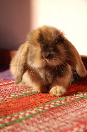 Mamča ked bola maličká