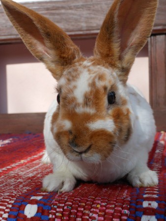 Leuška zvedavá a neposedná